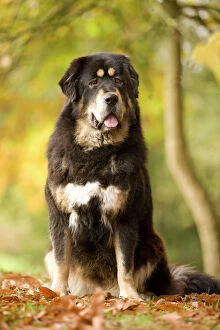 Images Dated 26th October 2008: Dog - Tibetan mastiff
