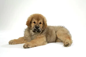 Dog - Tibetan mastiff puppy 10 wks old