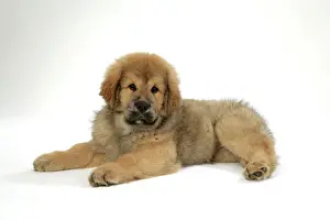 Mastiffs Prints: Dog - Tibetan mastiff puppy 10 wks old