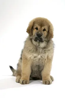 Mastiffs Prints: Dog - Tibetan mastiff puppy 10 wks old