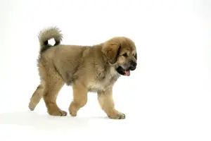 Dog - Tibetan mastiff puppy 10 wks old