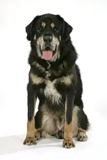 Dog - Tibetan Mastiff sitting down
