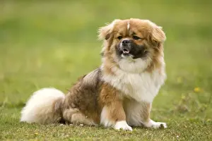 Dog - Tibetan Spaniel