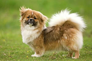 Utility Breeds Collection: Dog - Tibetan Spaniel