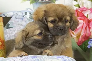 Dog - Tibetan spaniel puppies