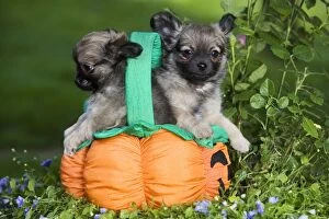 Halloween Collection: Dog - Tibetan Spaniel puppies in garden in pumpkin / Halloween basket