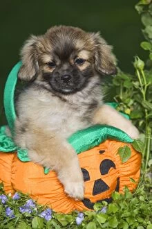 Dog - Tibetan Spaniel puppies in garden in pumpkin / Halloween basket