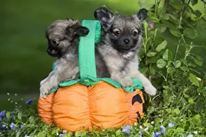 Halloween Prints: Dog - Tibetan Spaniel puppies in garden in pumpkin / Halloween basket
