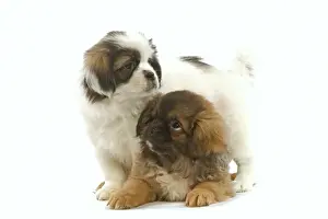 Tibetan Spaniels Prints: Dog - Tibetan Spaniel - two puppies in studio