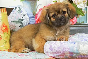 Images Dated 9th September 2007: Dog - Tibetan spaniel puppy