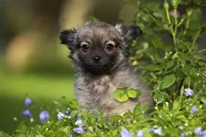 Tibetan Spaniels Prints: Dog - Tibetan Spaniel puppy in garden
