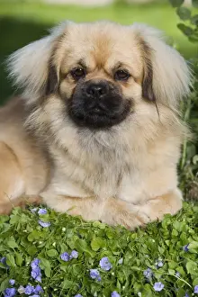 Dog - Tibetan Spaniel puppy in garden