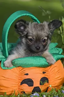 Halloween Prints: Dog - Tibetan Spaniel puppy in garden in pumpkin / Halloween basket