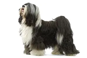 Dog - Tibetan Terrier