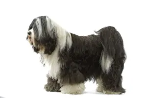 Dog - Tibetan Terrier