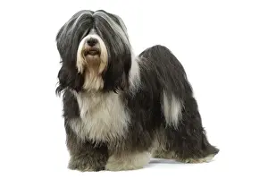 Dog - Tibetan Terrier