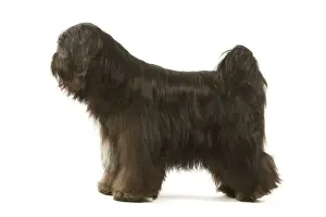 Dog - Tibetan Terrier