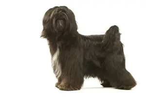 Dog - Tibetan Terrier