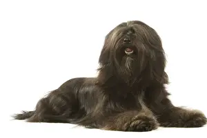 Dog - Tibetan Terrier