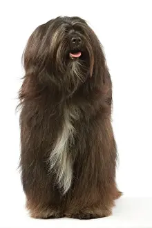 Long Haired Prints: Dog - Tibetan Terrier