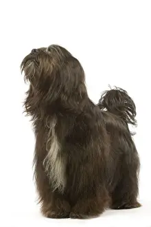 Dog - Tibetan Terrier