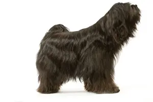 Dog - Tibetan Terrier