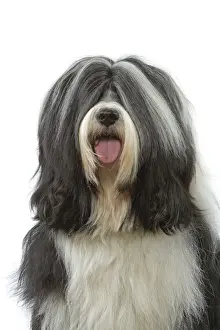 Dog - Tibetan Terrier