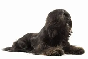 Dog - Tibetan Terrier