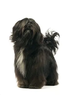 Dog - Tibetan Terrier