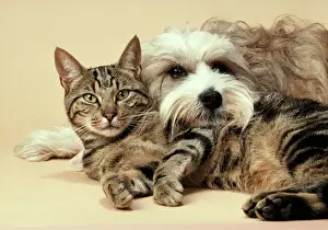 Tabby Prints: Dog - Tibetan Terrier JD 3631 Lying with Tabby Cat © John Daniels ARDEA LONDON scratch removed