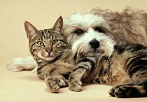 Dog - Tibetan Terrier lying with Tabby Cat