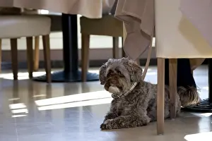 Tables Prints: Dog - Tibetan Terrier lying under the table in restaurant