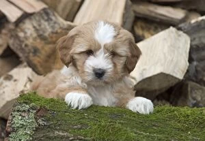Dog Tibetan Terrier puppy on a log pile