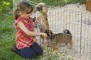 Dog - Tibetan Terriers - adult & puppies in garden
