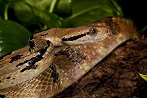Images Dated 2nd June 2010: Dog-tooth Cat Eyed Snake, Boiga cynodon