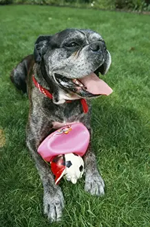 Dog & Toy