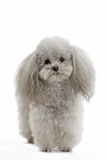 Dog - Toy Poodle