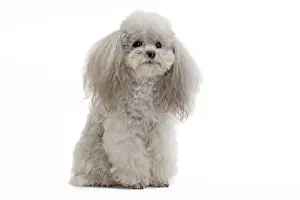 Dog - Toy Poodle