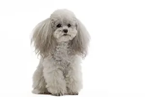 Dog - Toy Poodle
