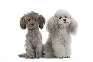 Dog - Toy Poodle