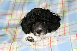 Poodle Collection: Dog. Toy poodle (party colour, 9 weeks old)