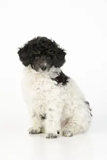 Poodle Prints: Dog. Toy poodles (party colour, 9 weeks old)