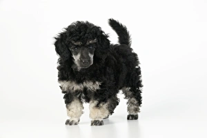Images Dated 28th July 2009: Dog. Toy poodles (phantom colour, 9 weeks old)
