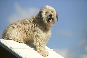 Images Dated 19th October 2004: Dog training / Agility