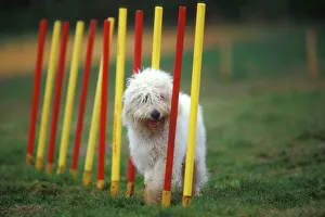 Dog training / Agility