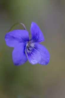 Perennial Prints: Dog Violet - Spring - UK