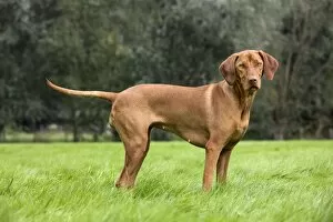 Images Dated 14th August 2011: Dog - Vizsla Hunting Dog