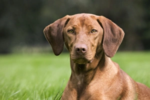 Images Dated 14th August 2011: Dog - Vizsla Hunting Dog