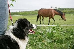 Mixed Gallery: Dog being walked on a lead & looking at a horse Dog being walked on a lead & looking at a horse