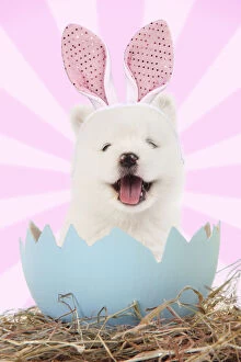Dog, wearing rabbit / bunny ears emerging from egg shell